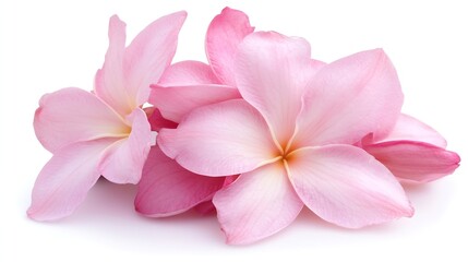 Soft Pink and White Plumeria Flowers with Petal Detail on Isolated White Background : Generative AI