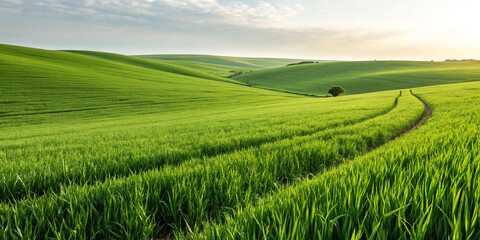 Obraz premium Green Grass Field Isolated on a White Background for Nature Themes