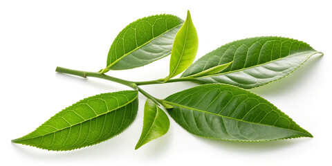 Collection of Green Tea Leaves Isolated on a Natural Background for Culinary Use