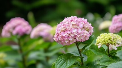 Fototapeta premium Serene Pink Hydrangea Blossoms in Lush Green Garden Setting : Generative AI