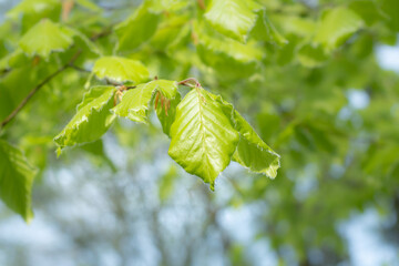 Close-up shot new lime green yellow springtime growth leaves of Beech tree Fagus sylvatica in morning sunlight