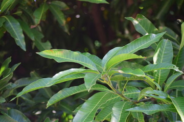 The Mango Leaf (Mangifera indica L.)