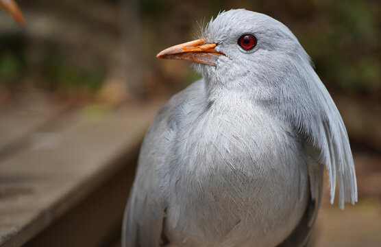 Close up of a Cagou (Kagu; Rhynochetos jubatus) at Parc Provincial Zoologique et Forestier (Zoological and Forest Provincial Park, Noumea)