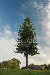lonely tree on the hill