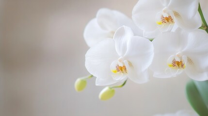Graceful White Orchids with Yellow Center on Soft Neutral Background : Generative AI