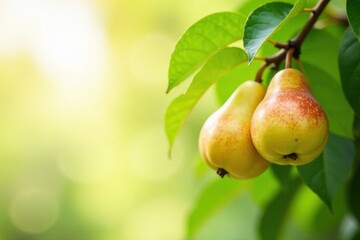 Golden Pears Hanging on a Branch, Basking in Sunlight, Amongst Lush Green Foliage