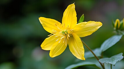 Obraz premium Single Yellow Flower with Green Leaves in Natural Garden Setting : Generative AI
