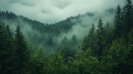 Misty Mountain Forest