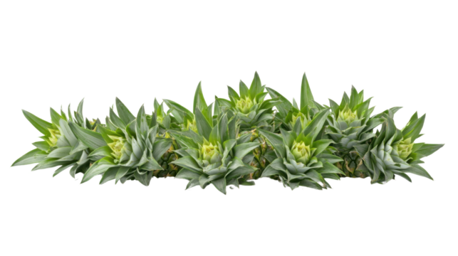 Row of growing pineapples on transparent background