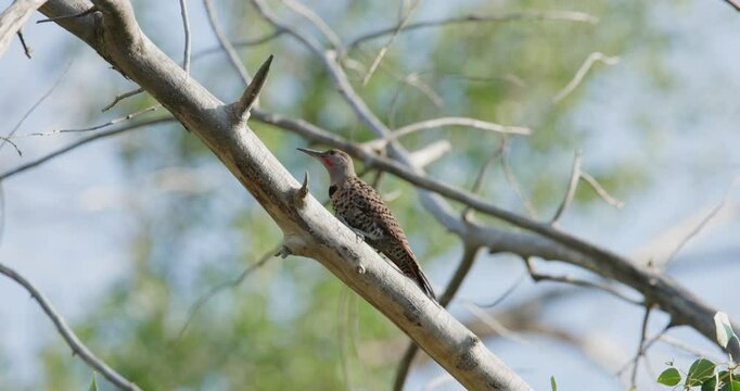 Northern Flicker Flying Away in Slow Motion
