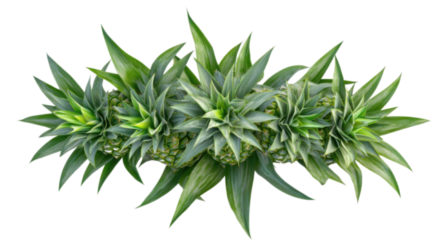 Five pineapples forming a crown shape on transparent background