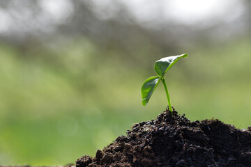 Green Seedling Emerging from Soil on a Sunny Day Outdoors