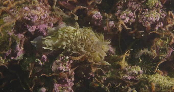 Underwater 60fps Footage of Grey Sea Slug (Aeolidia papillosa) in Cold Waters of Perc&eacute;, Qu&eacute;bec