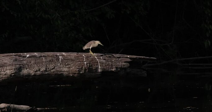 Bending down, a Chinese Pond Heron Ardeola bacchus takes a step forward while standing on a log by the river.