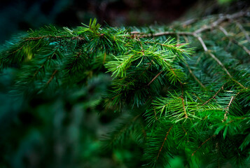 Pine Needles Background