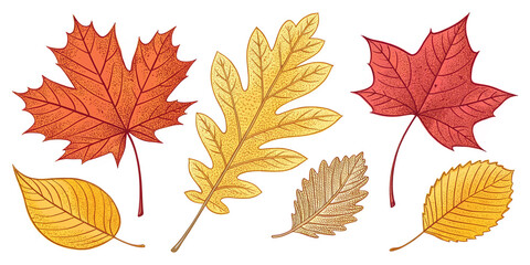 Fototapeta premium A Set of Autumn Leaves in Doodle Style for Creative Illustrations