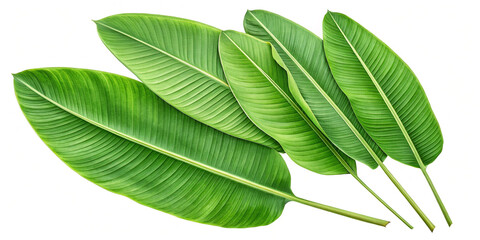Fototapeta premium A Collection of Fresh and Vibrant Green Banana Leaves for Tropical Displays