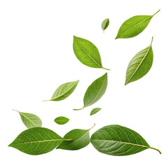 Fototapeta premium Falling Green Leaves Composition Multiple Leaves Isolated on White Background, Nature, Botany, Leaf, Green, Nature