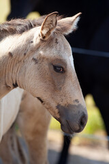Palomino Fohlen im Fellwechsel Portrait