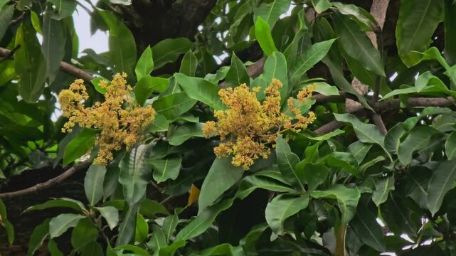 Mango tree flowers swaying in the wind