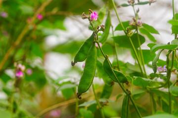 Green hyacinth bean hanging on its plant with pink flower in the vegetable garden