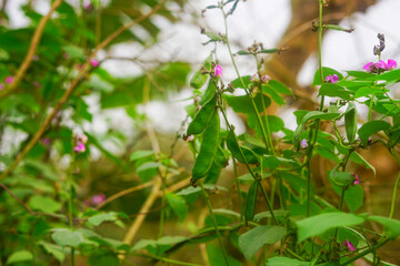 Green hyacinth or lablab bean growing up on its plant with pink flowers in the vegetable garden 