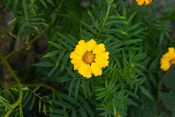 Fully bloomed yellow marigold flower with it's green leaves 