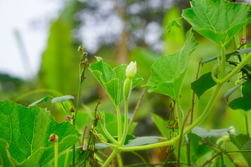 Calabash or bottle gourd growing up in the vegetable garden