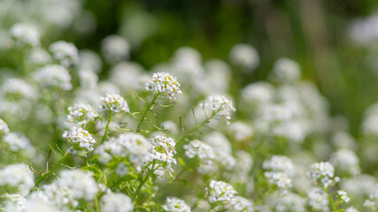 群生する美しい白い花