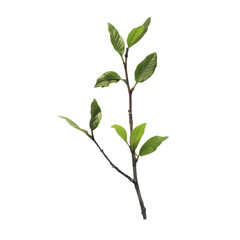 Fototapeta premium green branch with leaves, showcasing natural beauty and freshness. Perfect for design projects or nature themed content