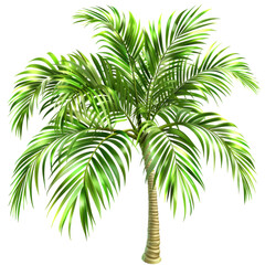Obraz premium vibrant palm tree with lush green fronds, perfect for tropical settings and decor. This illustration captures essence of sunny paradise