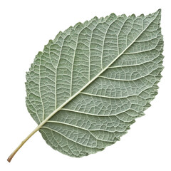 Fototapeta premium detailed close up of green leaf showcasing its intricate vein structure and texture. leaf is isolated on transparency background, emphasizing its natural beauty and design