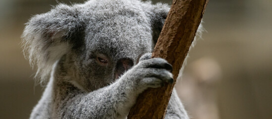 木の上で眠る可愛いコアラ