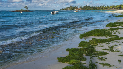 Bunches of green algae washed up by the surf on a sandy beach. The waves of the turquoise ocean are...