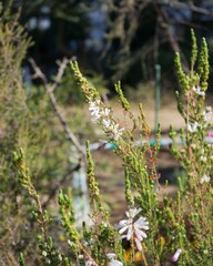 花壇でエリカ・パースピクアが咲いている