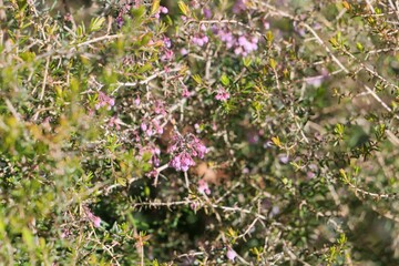 花壇でジャノメエリカが咲いている