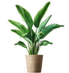 potted bird of paradise plant with long leaves against white background