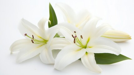Fototapeta premium Pure White Lily Flowers with Lush Green Leaves on Pristine White Background : Generative AI