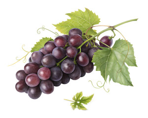 Fototapeta premium bunch of grapes isolated on white