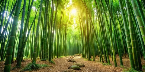 Fototapeta premium Tropical bamboo forest floor with lush greenery and tall bamboo stalks, idyllic, peaceful, idyllic, peaceful, foliage