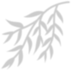 Fototapeta premium shadow leaf decoration 
