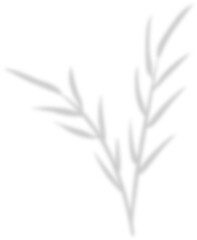 Fototapeta premium shadow leaf decoration 