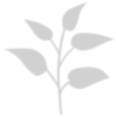 Obraz premium shadow leaf decoration 