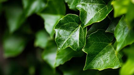 Ivy Leaves Up Close in Lush Greenery Capturing Nature's Intricate Patterns : Generative AI