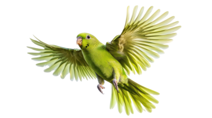 Green budgerigar flying with open wings on transparent background