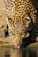 Portrait of a leopard (Panthera pardus) drinking water, Kalahari desert, South Africa.