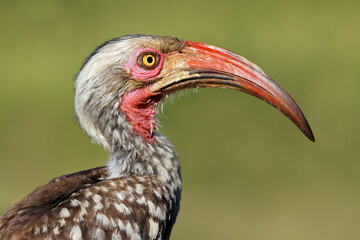 A southern red-billed hornbill (Tockus rufirostris) portrait, Chobe National Park, Botswana.