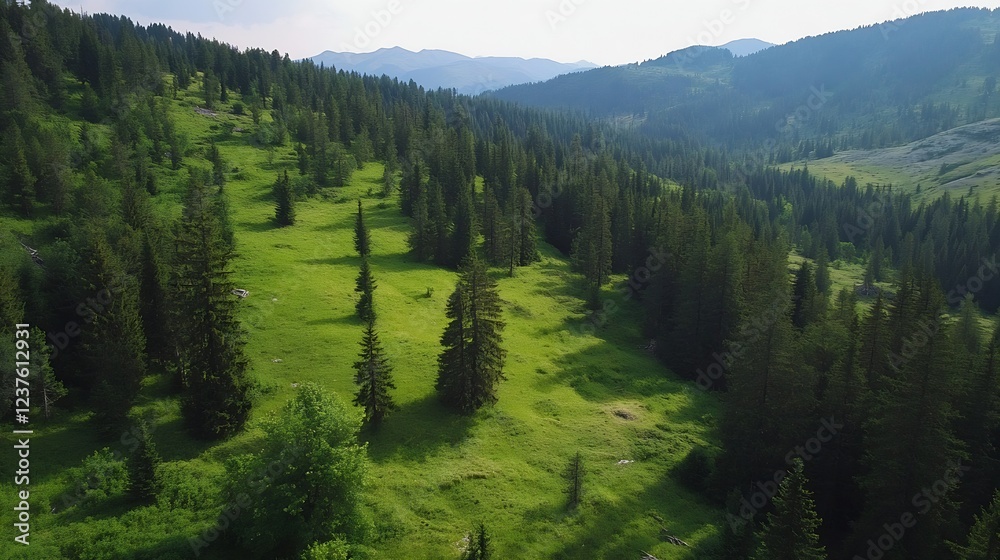 Poster lush green forest in mountainous area with dense pine trees and sunlit clearings : generative ai