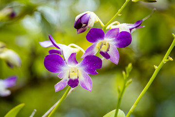 Close-up of Dendrobium orchids (Dendrobium Sonia Bom Jo)