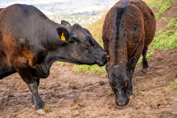 Young calf with mother grazing on a field.